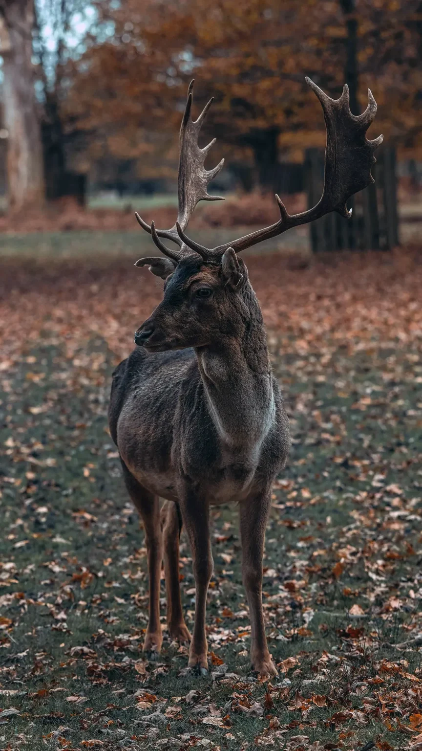 old palace chester dunham massey deer